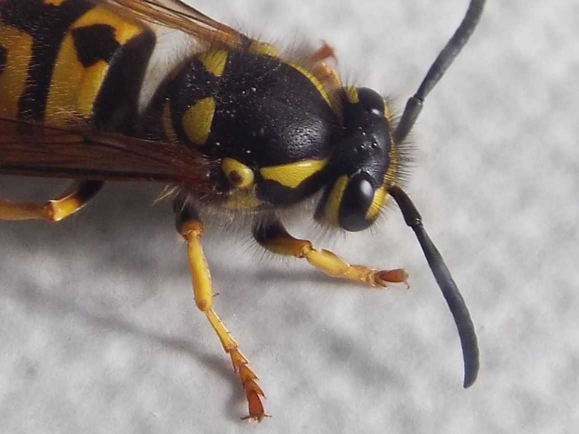 Vespula germanica (Vespidae)